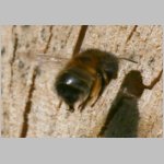 Anthophora plumipes - Pelzbiene w04 als Gast.jpg